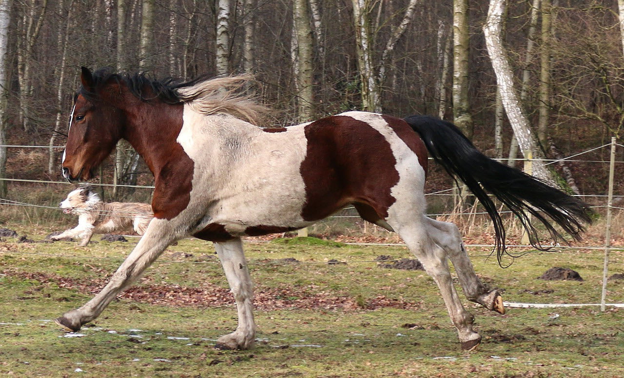 מה אתם יותר כלב או סוס?